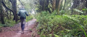 Durch den Regenwald von der Horombo-Hut zum Marangu-Gate - 7summits4help auf dem Kilimanjaro via Rongai-Route